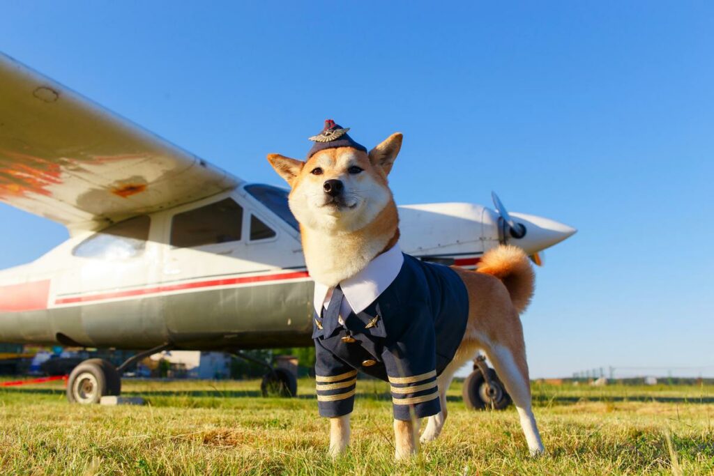 Viajar de avião com animais