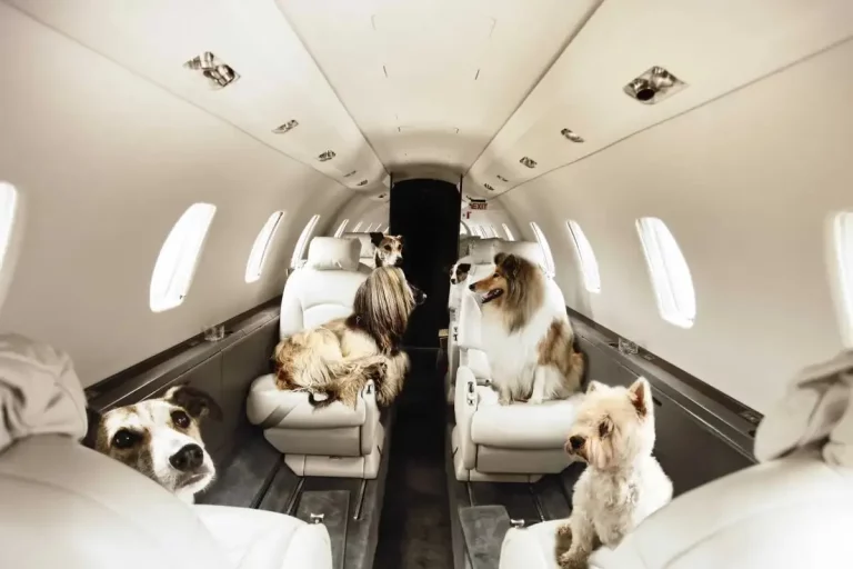 Viajar com seu cão no avião: Dicas, regulamentos e viagens tranquilas